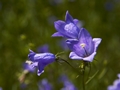 Campanula rotundifolia Dzwonek okrągłolistny